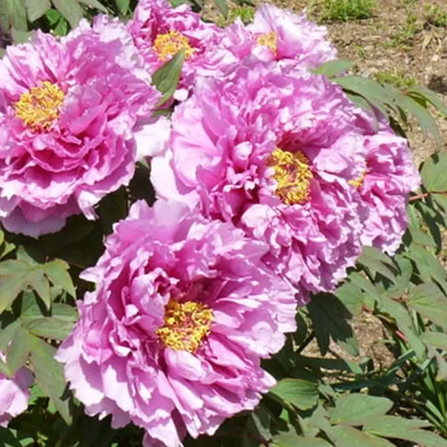 トレーシングアート「牡丹」